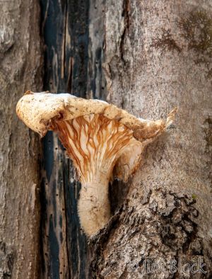 24   DP996B-Oyster-Mushroom.jpg